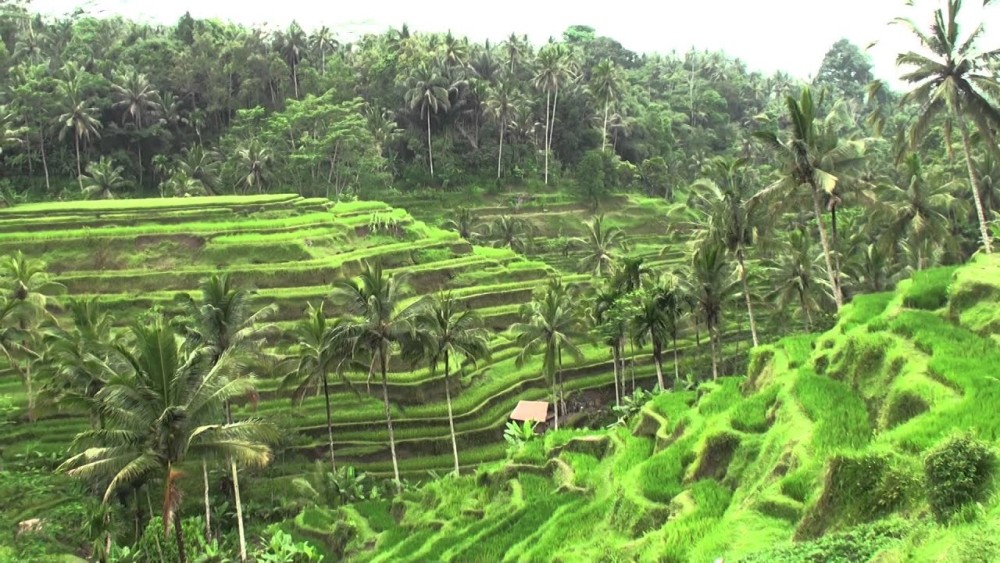 Private Tour: Ubud and Tanah Lot Day Tour | ®ExcursionMania