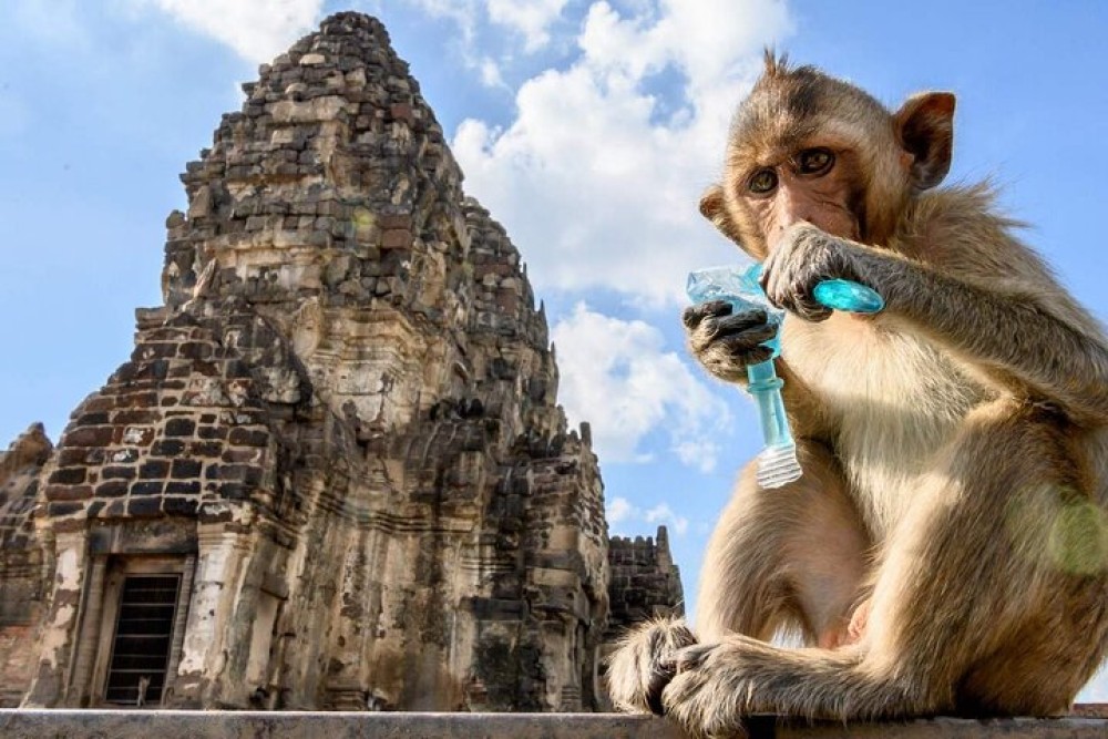 3D2N Ayutthaya & Lopburi Experience at Riverside Resort | ®ExcursionMania