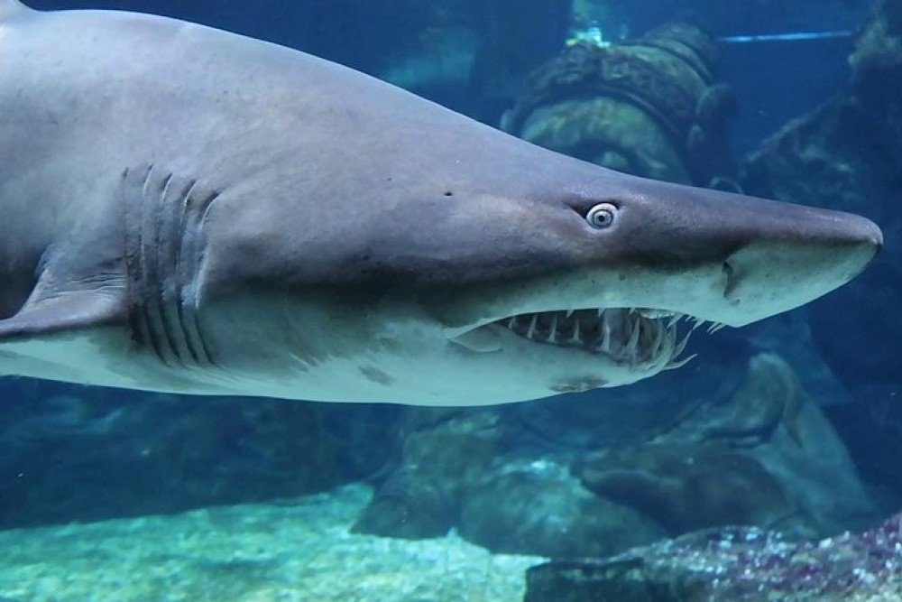 SEA LIFE Ocean World at Bangkok Admission Ticket | ®ExcursionMania