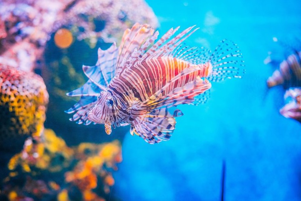 SEA LIFE Ocean World at Bangkok Admission Ticket | ®ExcursionMania