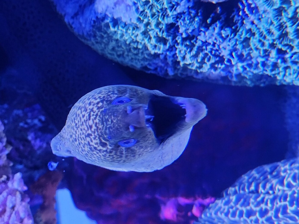 SEA LIFE Ocean World at Bangkok Admission Ticket | ®ExcursionMania