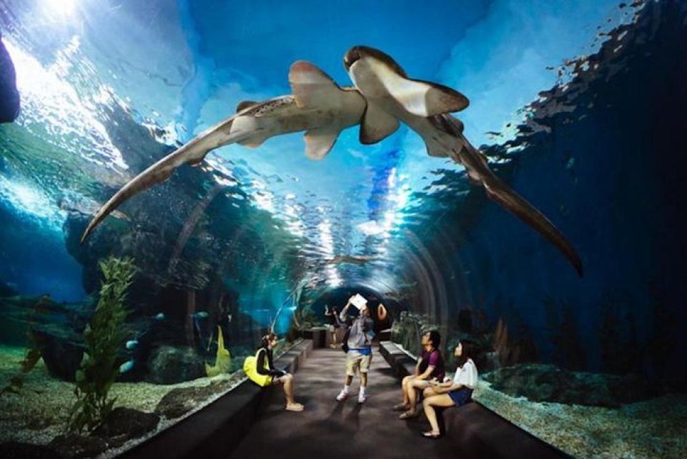 SEA LIFE Ocean World at Bangkok Admission Ticket | ®ExcursionMania
