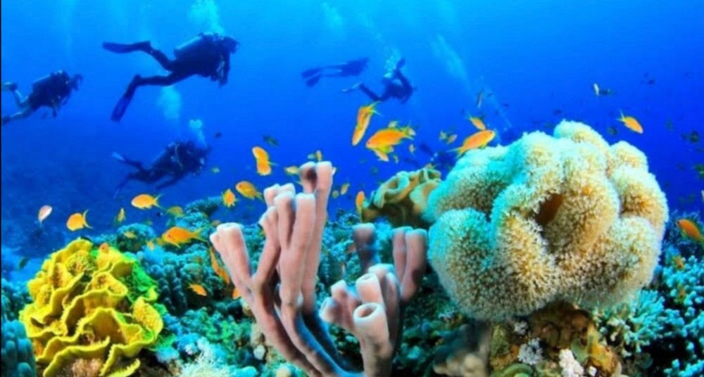 Sharm El Sheikh: Private Sharks Bay Scuba Diving Experience | ®ExcursionMania