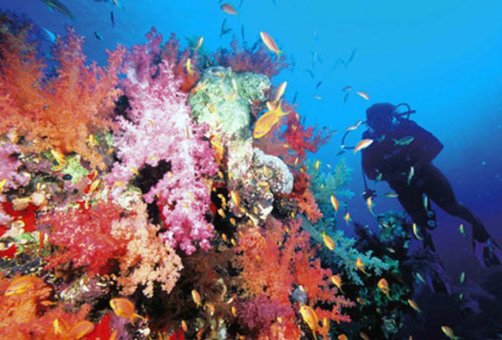 Sharm El Sheikh: Private Sharks Bay Scuba Diving Experience | ®ExcursionMania
