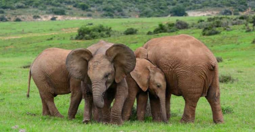 Cairo Safari Adventure: Africa Safari Park Guided Day Trip | ®ExcursionMania
