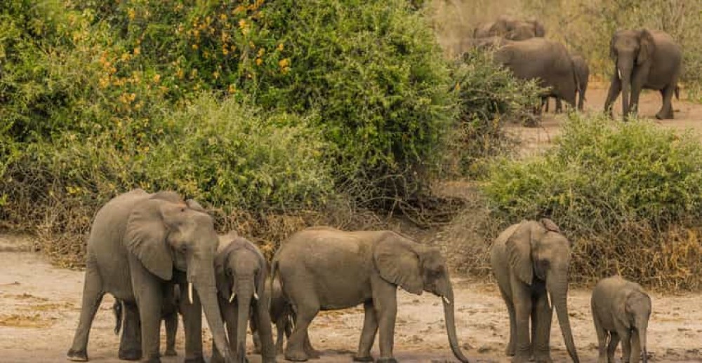 Cairo Safari Adventure: Africa Safari Park Guided Day Trip | ®ExcursionMania