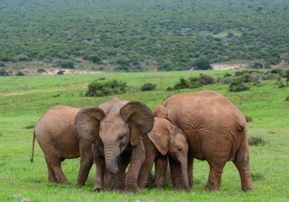 Cairo Safari Adventure: Africa Safari Park Guided Day Trip | ®ExcursionMania