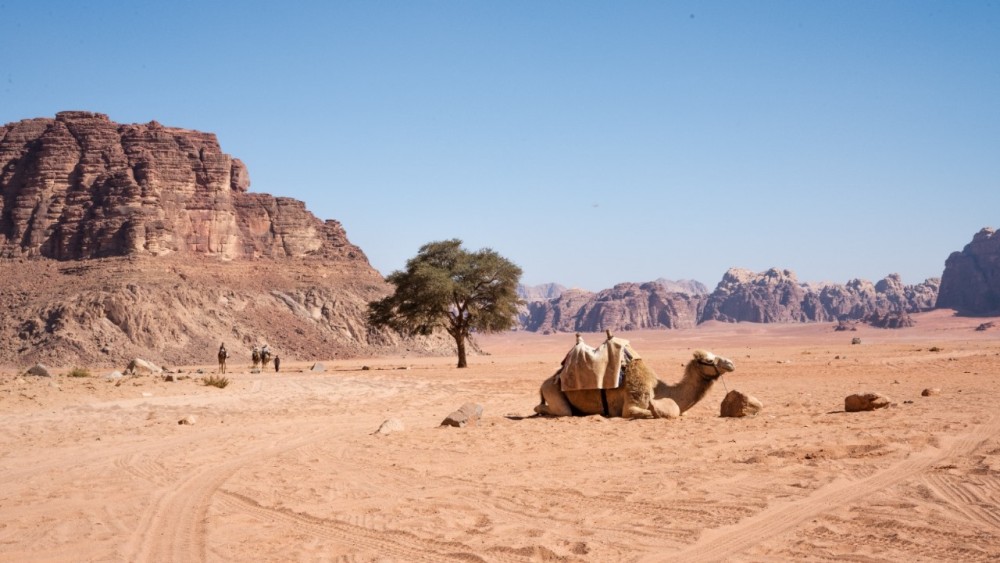 From Sharm El Sheikh: Discover Petra on a Day Trip by Ferry | ®ExcursionMania