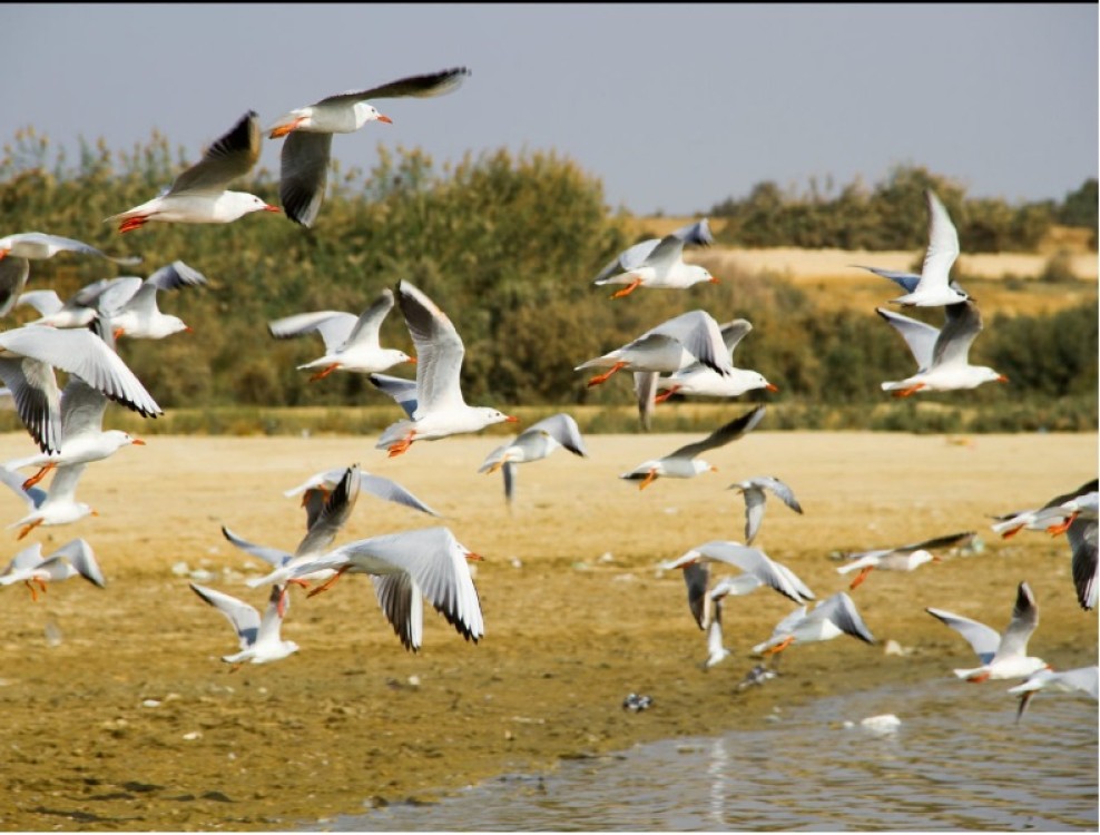 Cairo to Wadi El Ryan: El Fayoum Oasis Bird Watching | ®ExcursionMania