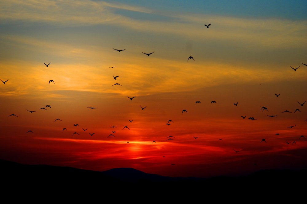 Cairo to Wadi El Ryan: El Fayoum Oasis Bird Watching | ®ExcursionMania