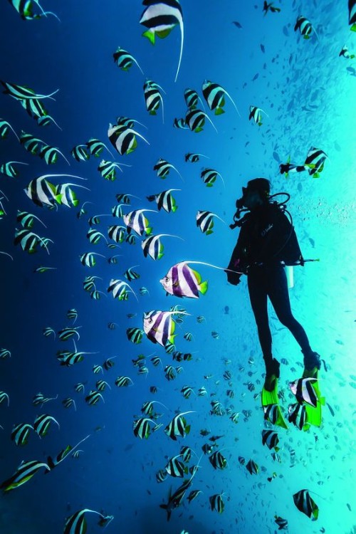 Sharm El-Sheikh: Guided Shore Scuba Diving Experience with 2 Dives | ®ExcursionMania