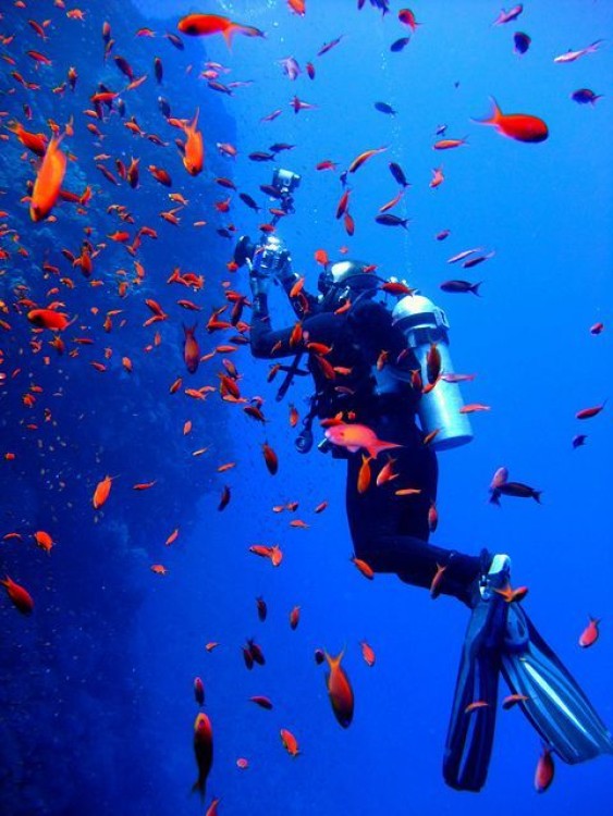 Sharm El-Sheikh: Guided Shore Scuba Diving Experience with 2 Dives | ®ExcursionMania