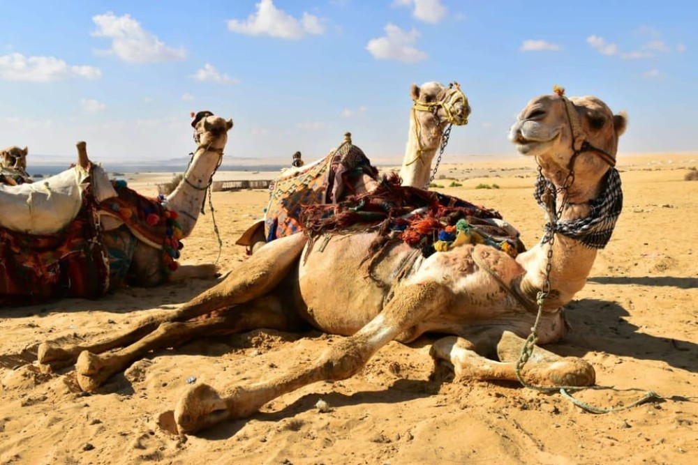 Cairo: 2-Day White Desert & Bahariya Oasis Safari Adventure | ®ExcursionMania