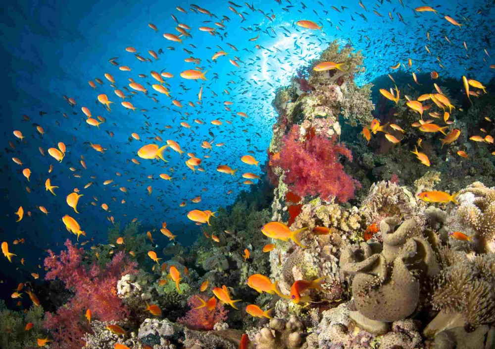 Ras Mohammed Dive Trip with Lunch from Sharm El Sheikh Port | ®ExcursionMania