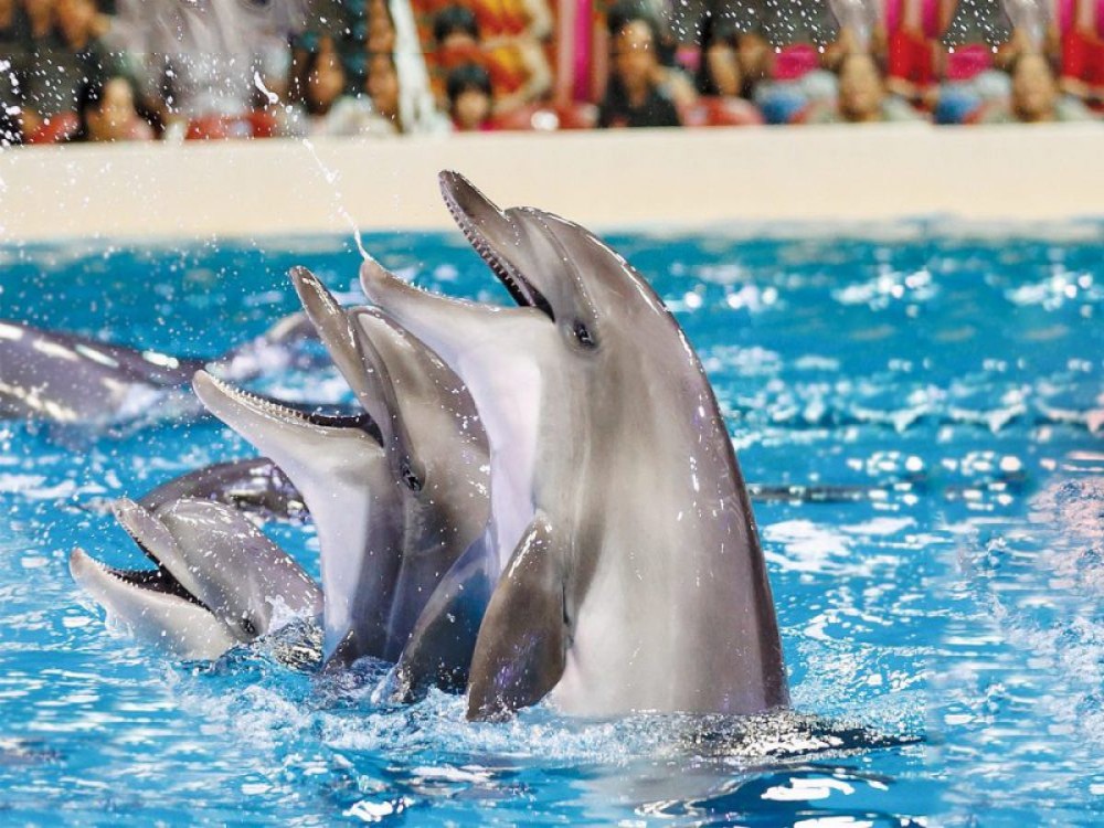Antalya: Dolphin Show with Hotel Transfer | ®ExcursionMania