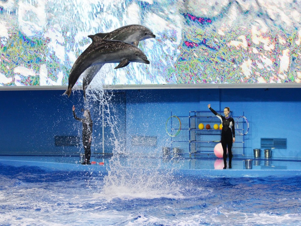 Antalya: Dolphin Show with Hotel Transfer | ®ExcursionMania