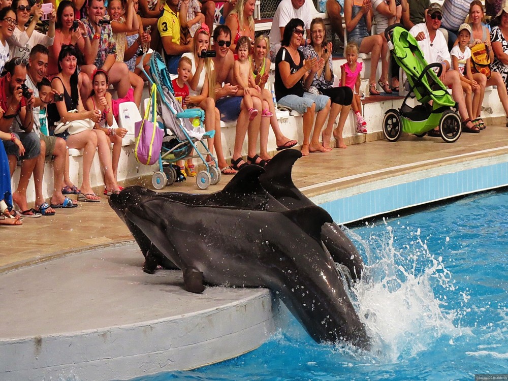 Antalya: Dolphin Show with Hotel Transfer | ®ExcursionMania