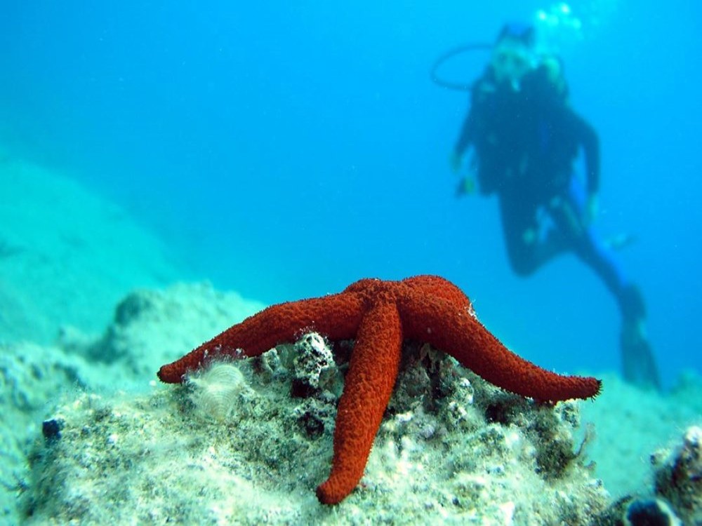 Olympos Diving Adventure: Explore the Mediterranean Depths | ®ExcursionMania