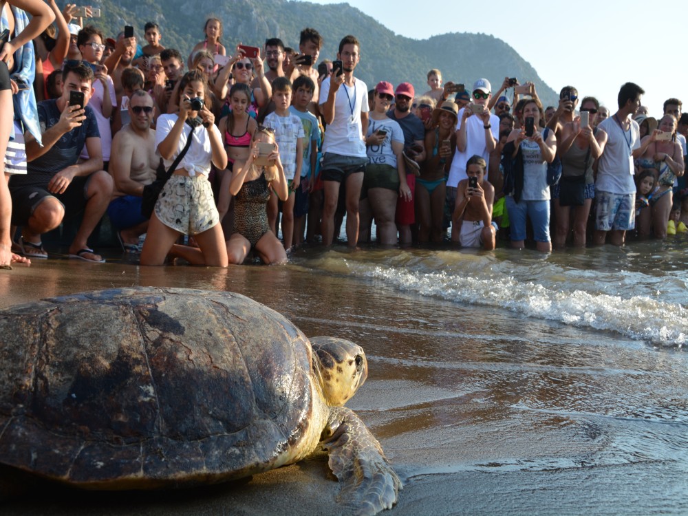 Sarigerme: Dalyan Turtle Beach Mud Bath & King Tombs Tour | ®ExcursionMania