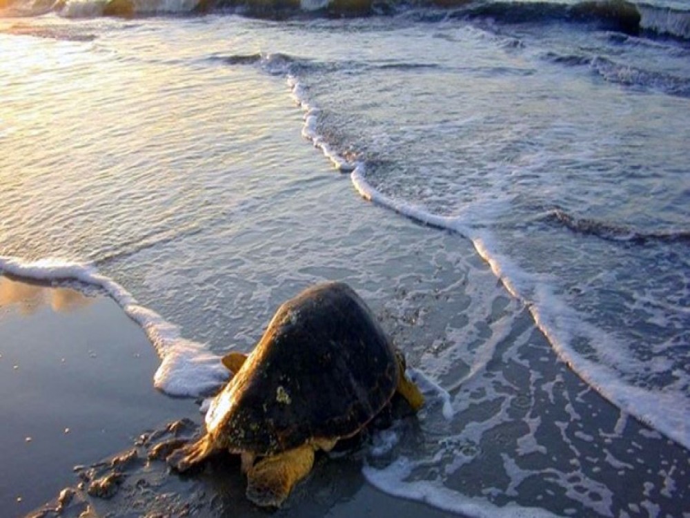 Didim Dalyan & Turtle Beach Tour: Mud Baths Turtles and More | ®ExcursionMania