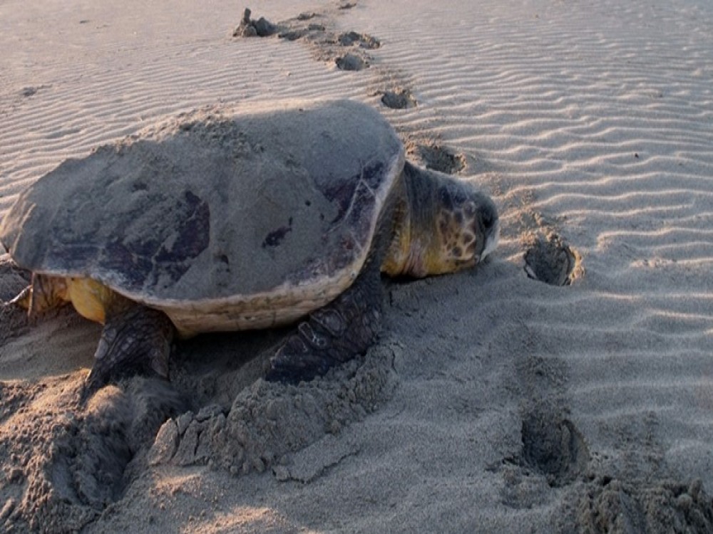 Didim Dalyan & Turtle Beach Tour: Mud Baths Turtles and More | ®ExcursionMania