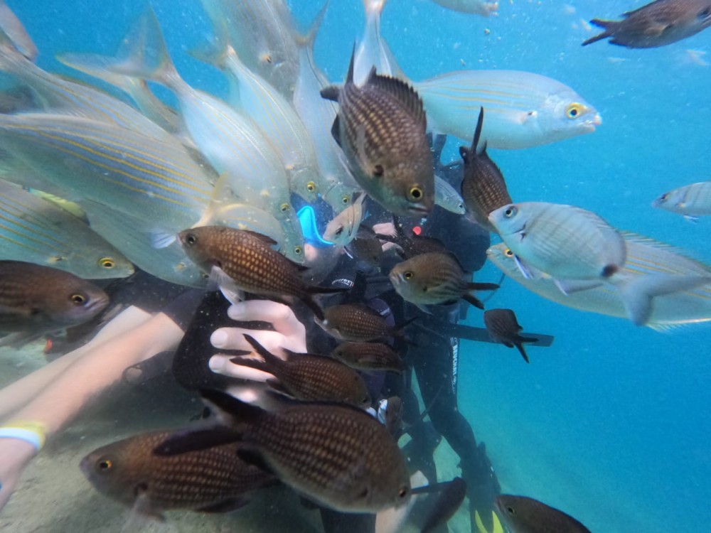 Didim Scuba Diving: Dive into the Blue Aegean Waters | ®ExcursionMania
