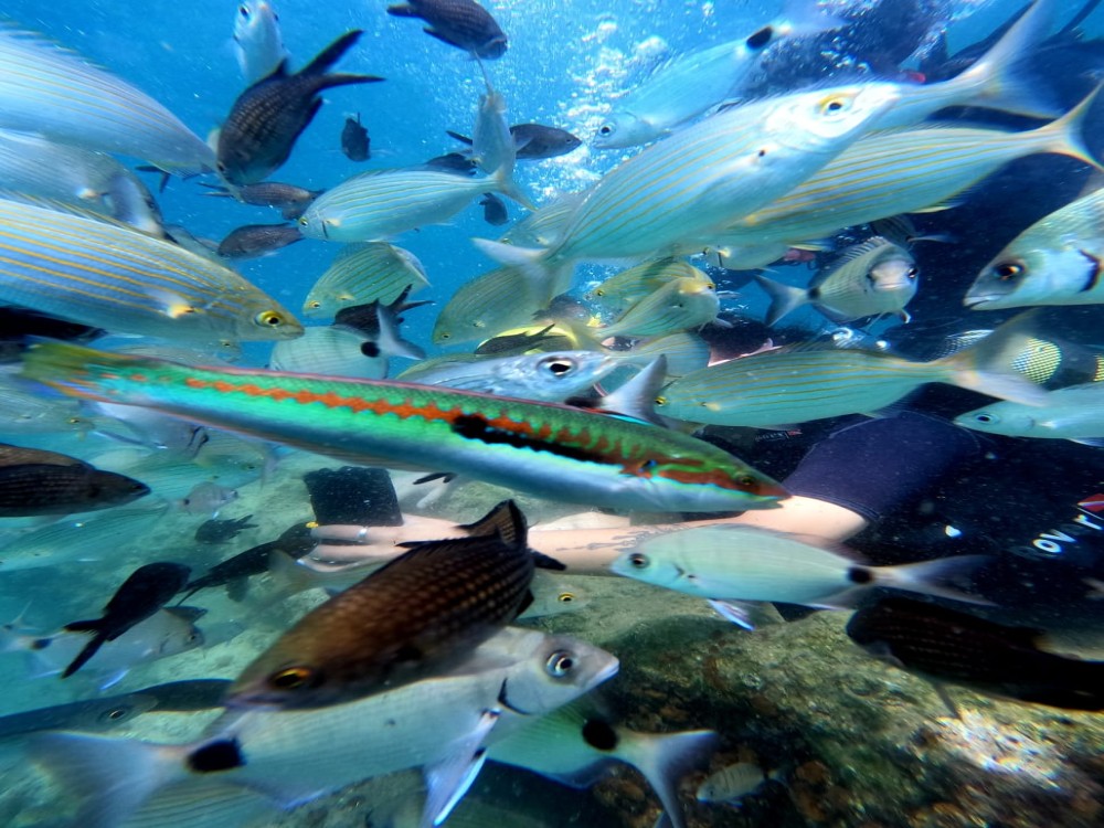 Didim Scuba Diving: Dive into the Blue Aegean Waters | ®ExcursionMania