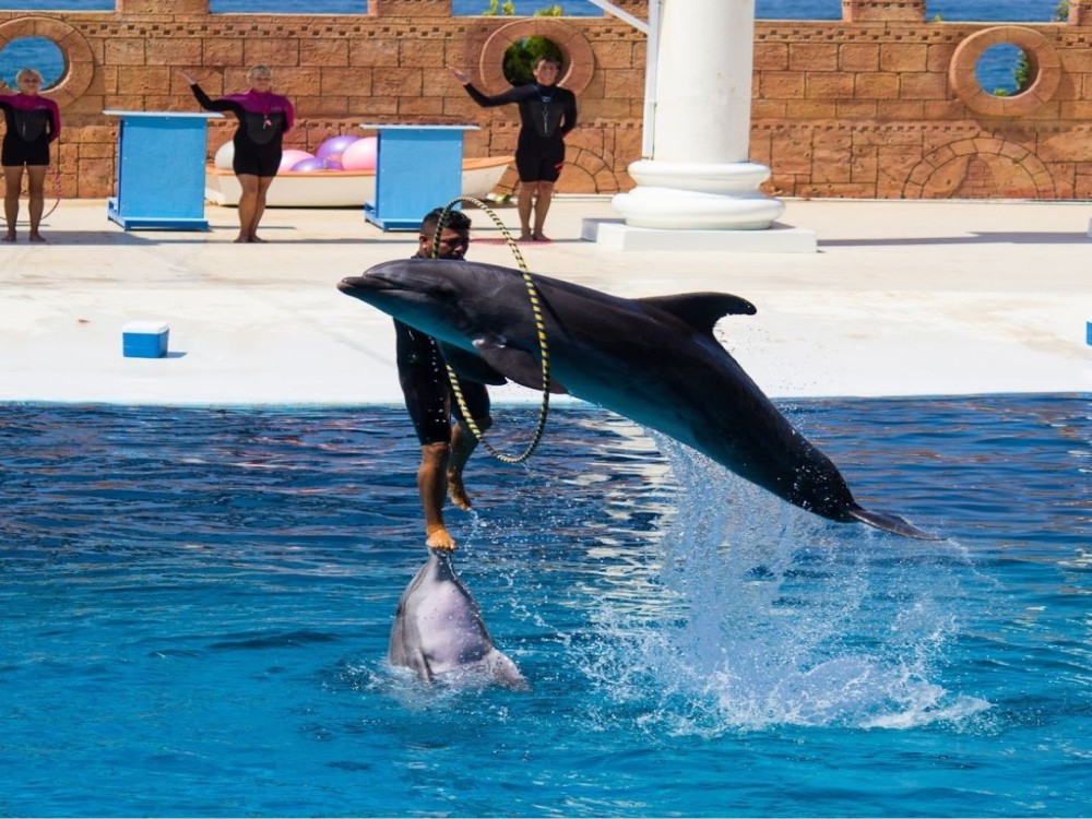 Alanya Dolphin Show: A Delight for All Ages | ®ExcursionMania
