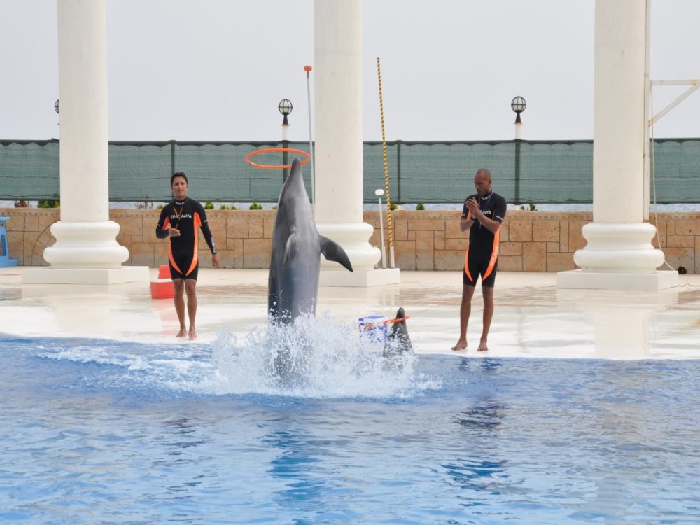Alanya Dolphin Show: A Delight for All Ages | ®ExcursionMania