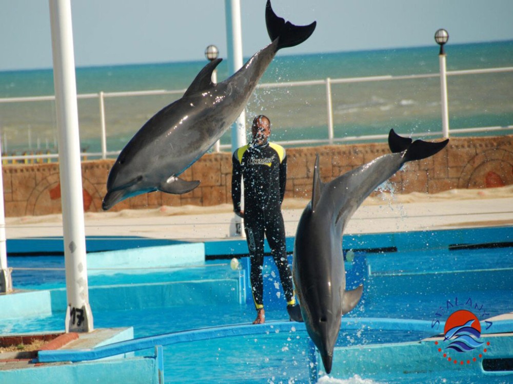 Alanya Dolphin Show: A Delight for All Ages | ®ExcursionMania