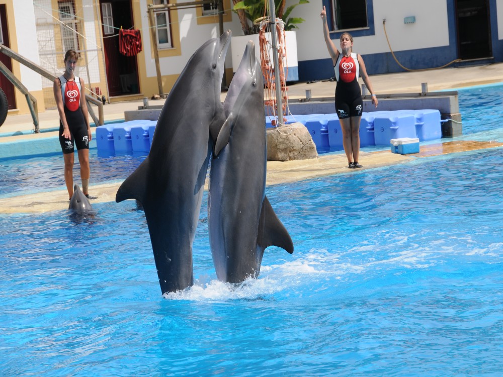 Alanya Dolphin Show: A Delight for All Ages | ®ExcursionMania