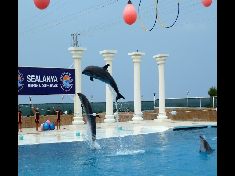 Alanya: Dolphin Show & Swimming with Dolphins Tour | ®ExcursionMania