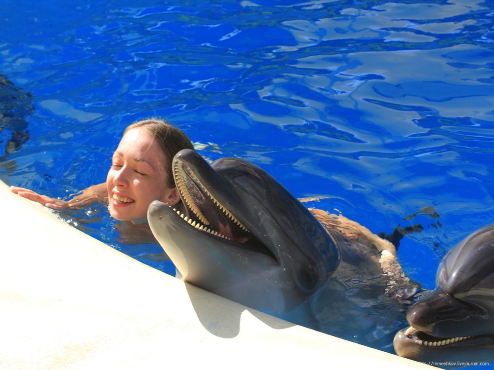 Alanya: Dolphin Show & Swimming with Dolphins Tour | ®ExcursionMania