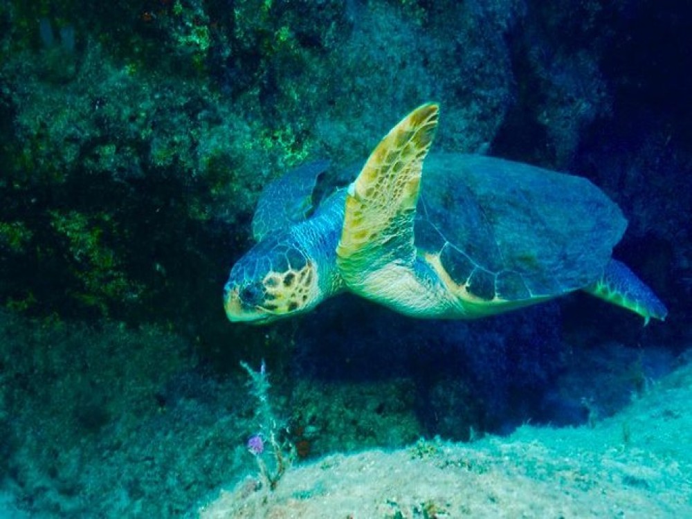 Scuba Dive in Kalkan: Discover the Best of the Aegean Sea | ®ExcursionMania