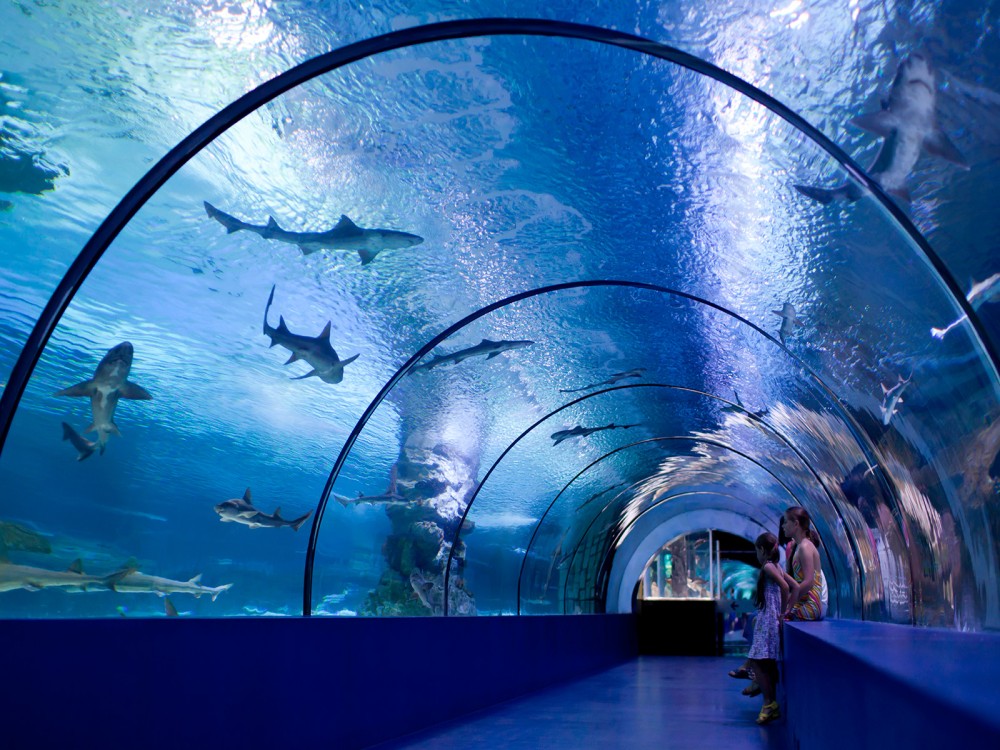 From Belek: Aquarium Tour with Hotel Transfer | ®ExcursionMania