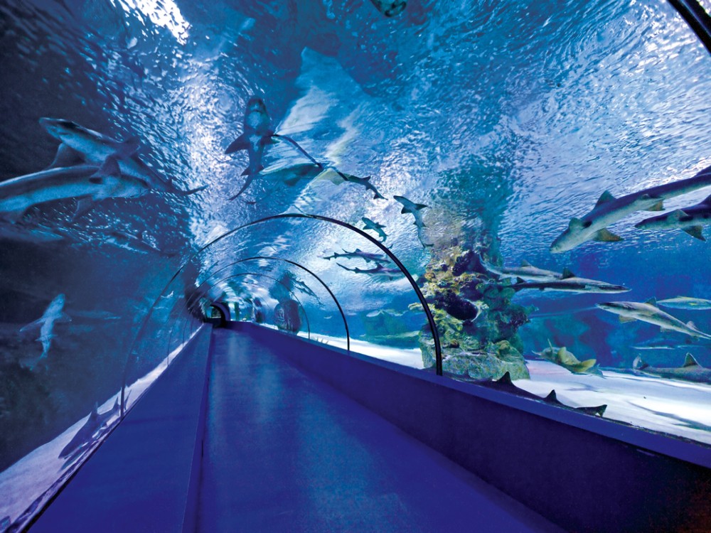 From Belek: Aquarium Tour with Hotel Transfer | ®ExcursionMania
