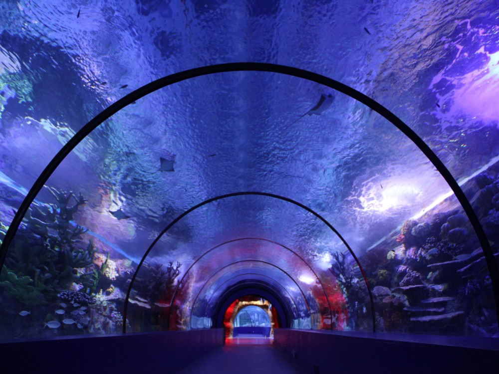 From Belek: Aquarium Tour with Hotel Transfer | ®ExcursionMania