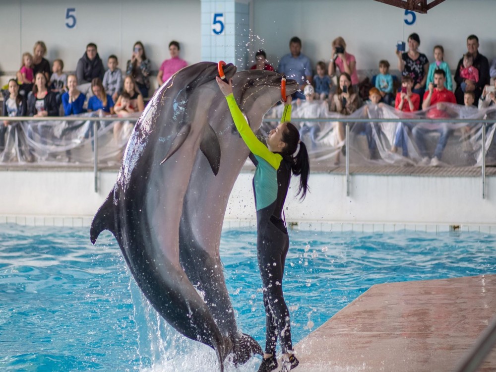 From Belek: Swim with Dolphins and Transfers | ®ExcursionMania