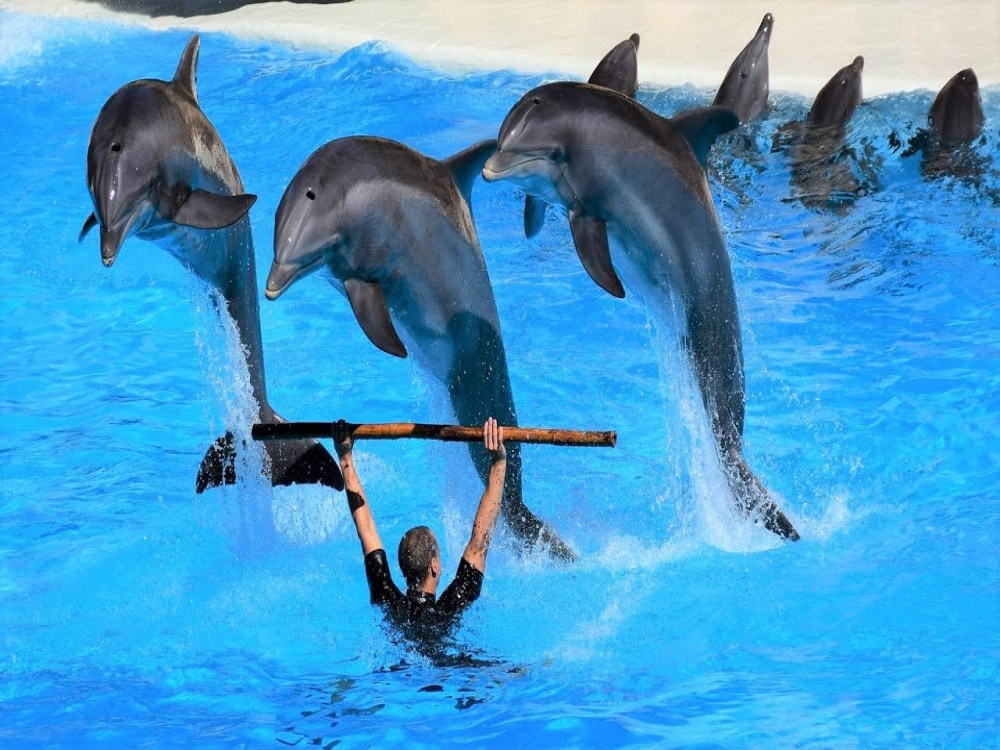 From Belek: Swim with Dolphins and Transfers | ®ExcursionMania
