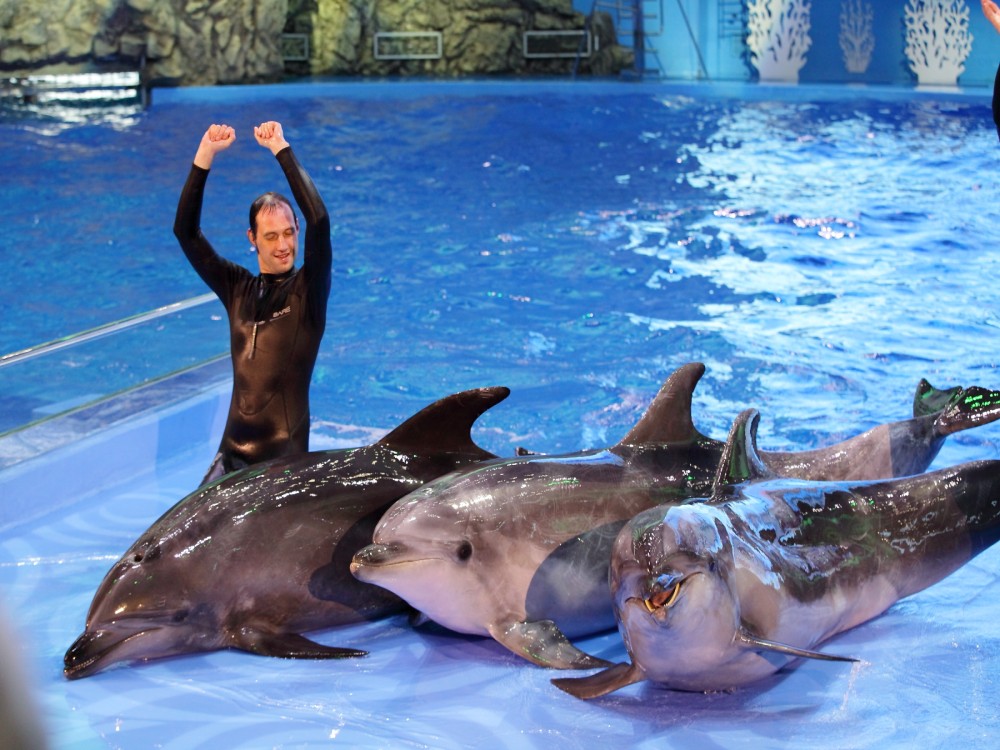 From Belek: Swim with Dolphins and Transfers | ®ExcursionMania
