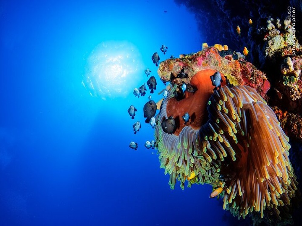 Sharm El Sheikh Scuba Diving Tour: Discover Red Sea | ®ExcursionMania