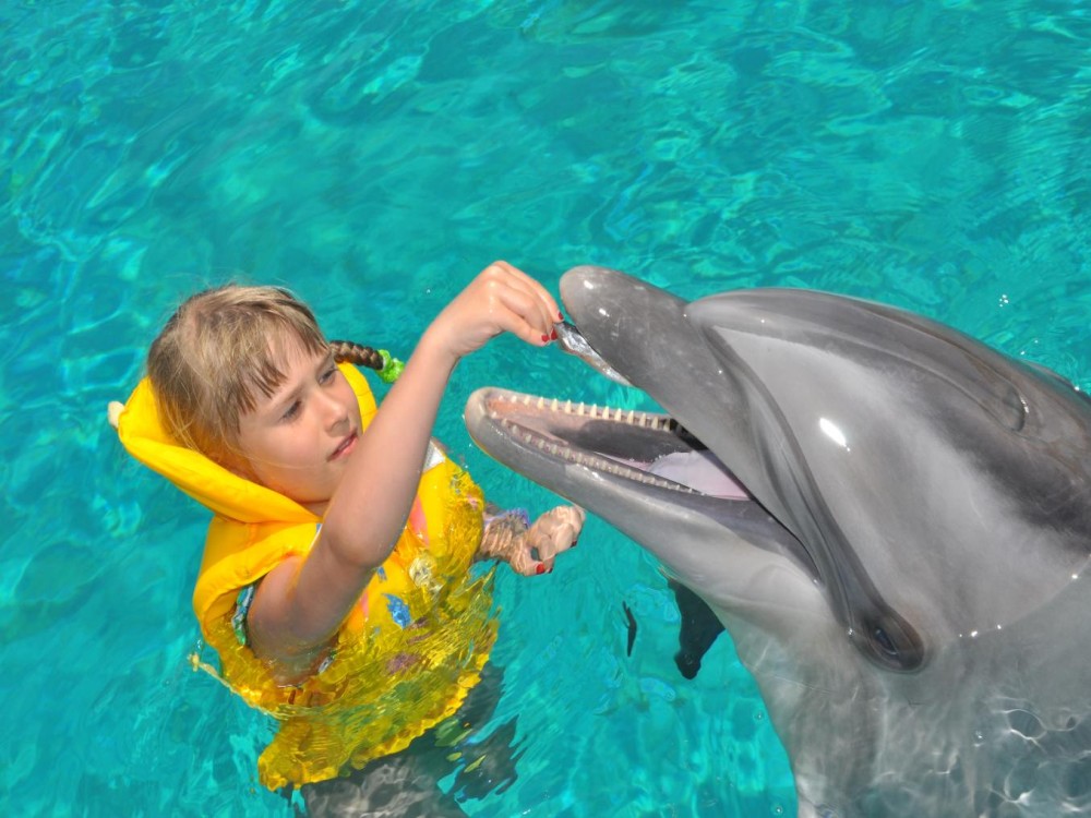Kemer Dolphinarium : Swimming with Dolphins & Hotel Transfer | ®ExcursionMania