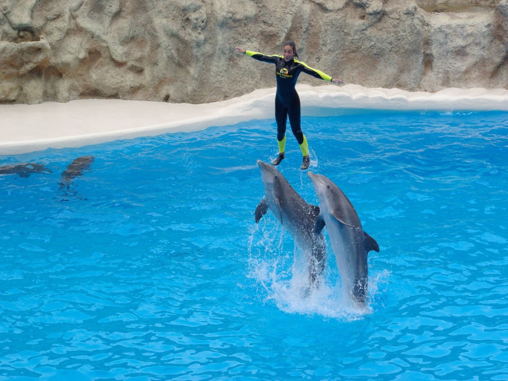 Kemer Dolphinarium : Swimming with Dolphins & Hotel Transfer | ®ExcursionMania
