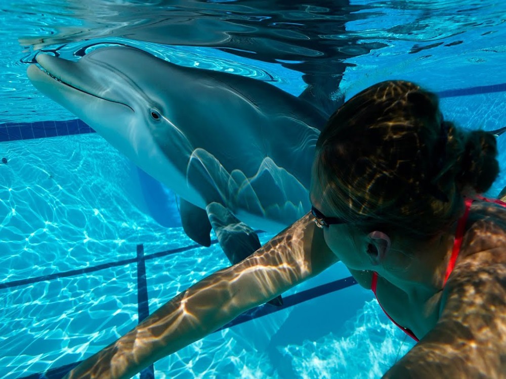 Kemer Dolphinarium : Swimming with Dolphins & Hotel Transfer | ®ExcursionMania