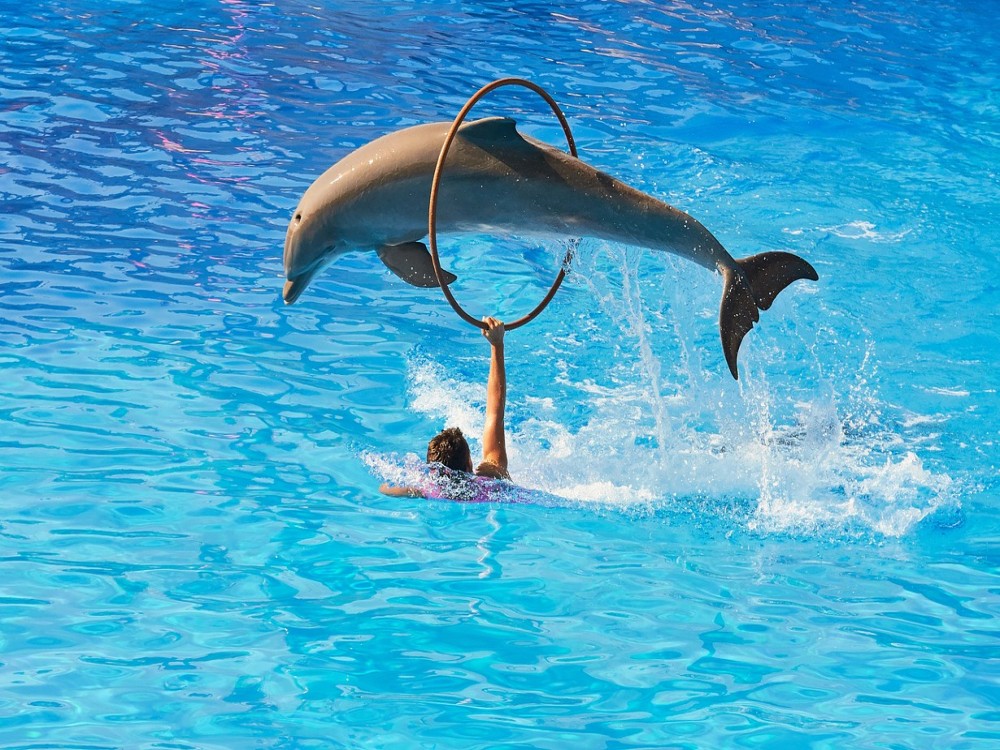 Kemer Dolphinarium : Dolphin Show & Hotel Transfer | ®ExcursionMania