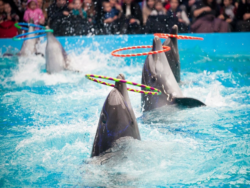 Kemer Dolphinarium : Dolphin Show & Hotel Transfer | ®ExcursionMania