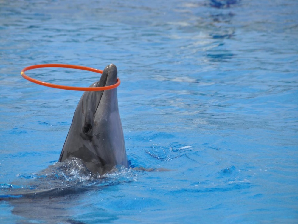 Kemer Dolphinarium : Dolphin Show & Hotel Transfer | ®ExcursionMania