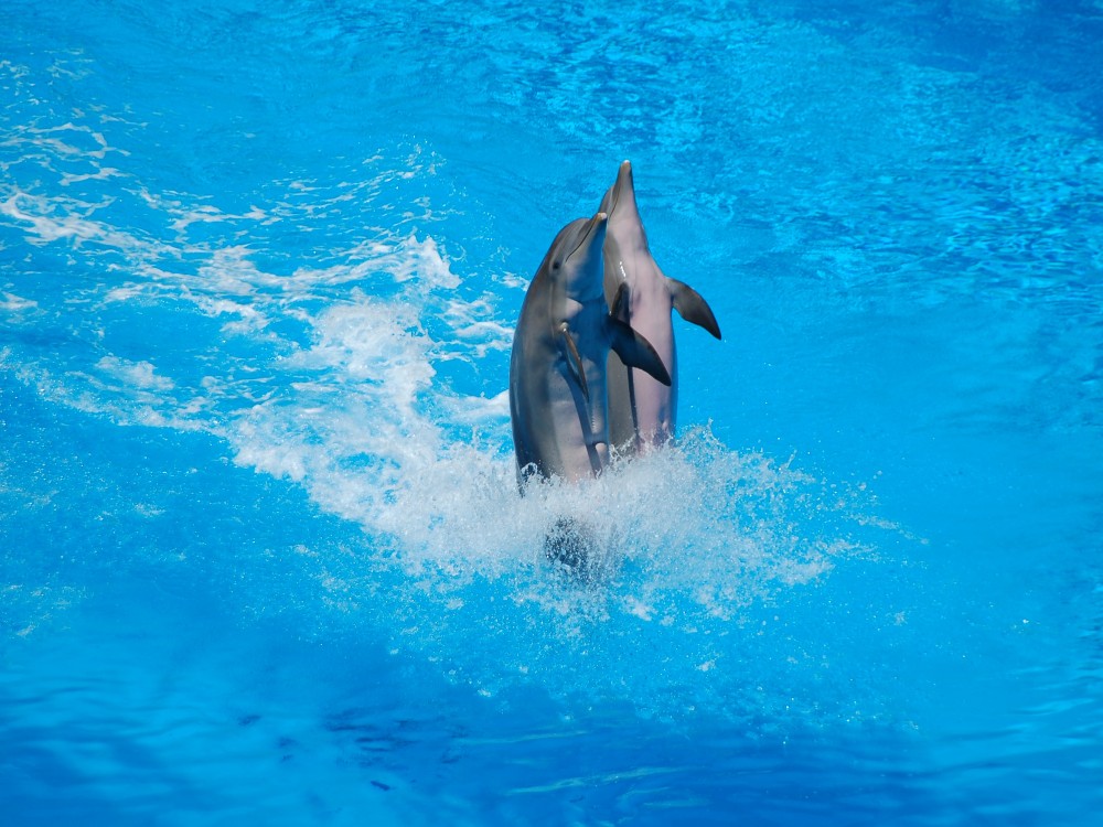 Kemer Dolphinarium : Dolphin Show & Hotel Transfer | ®ExcursionMania