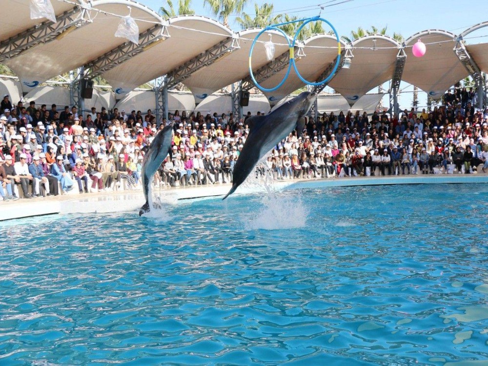 Kemer Dolphinarium : Dolphin Show & Hotel Transfer | ®ExcursionMania