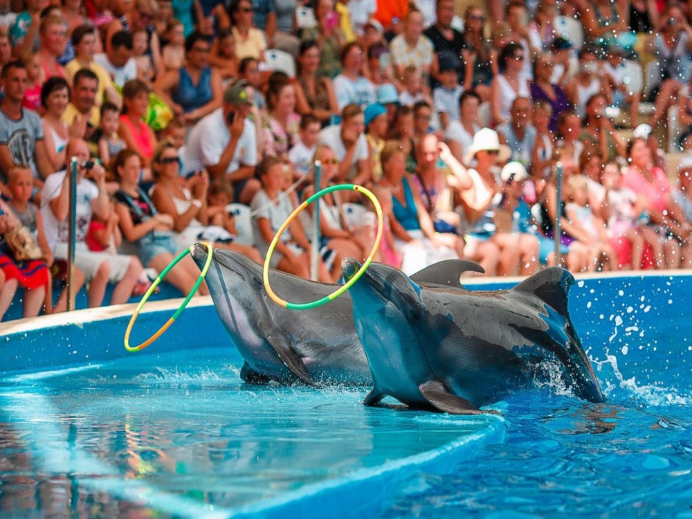 Kemer Dolphinarium : Dolphin Show & Hotel Transfer | ®ExcursionMania